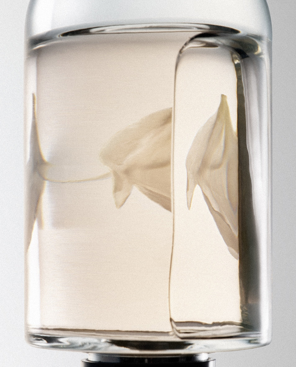 Chypre Campaign