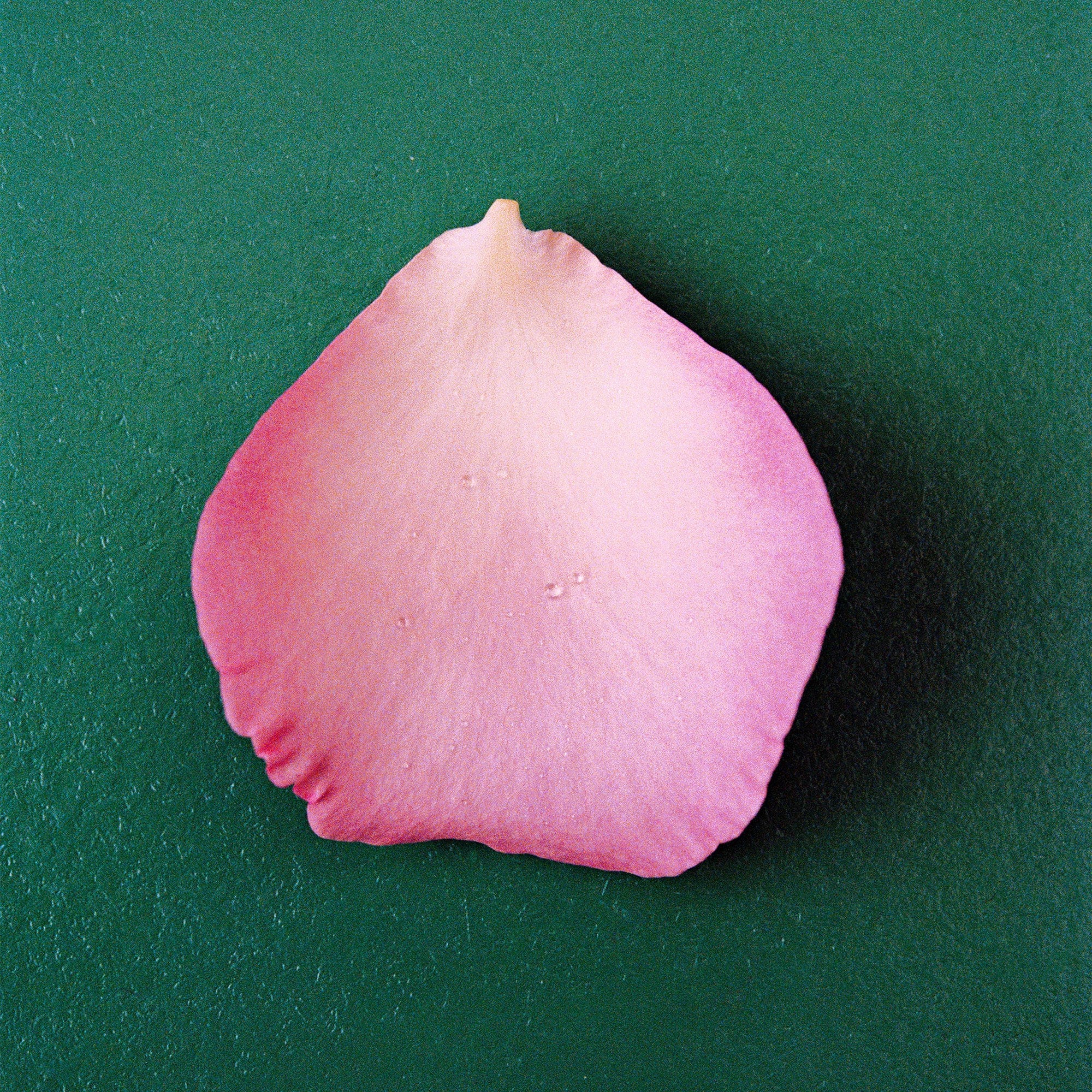 ザ・ローズ THE ROSE Perfume | NONFICTION Beauty Official Site